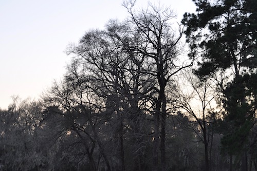 Texas Winter Day.jpg