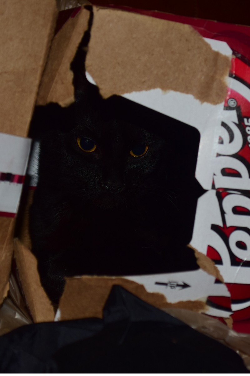 boxcat.jpg