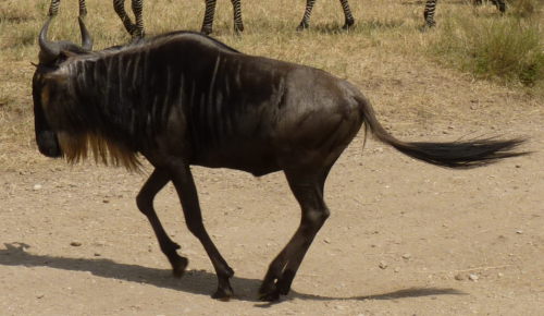 Hippy Gnu Rear to all.jpg