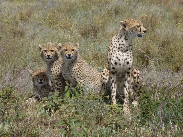 Mother cheetah and three cubs, Lake Masek area, Tanzania, June 2012