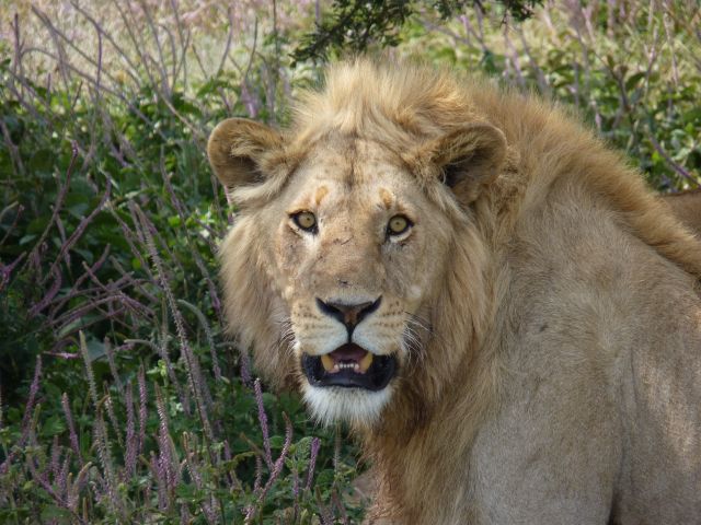 Lion, Lake Masek area, Tanzania, June 2012