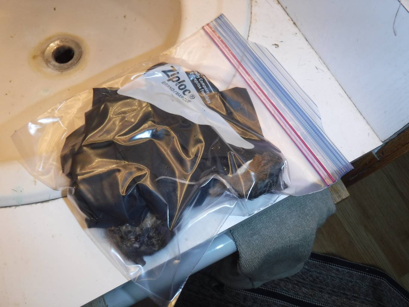 Mice and gloves, safely put away in a Ziploc bag, to go into the garbage bag..