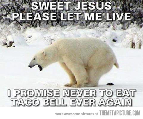 funny-polar-bear-Taco-Bell.jpg