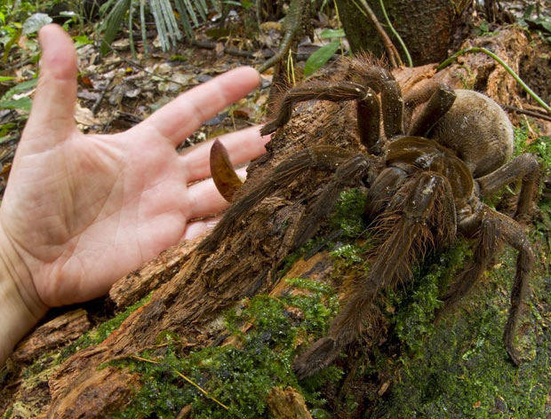 Goliath-siren-eatin_spideri.jpg
