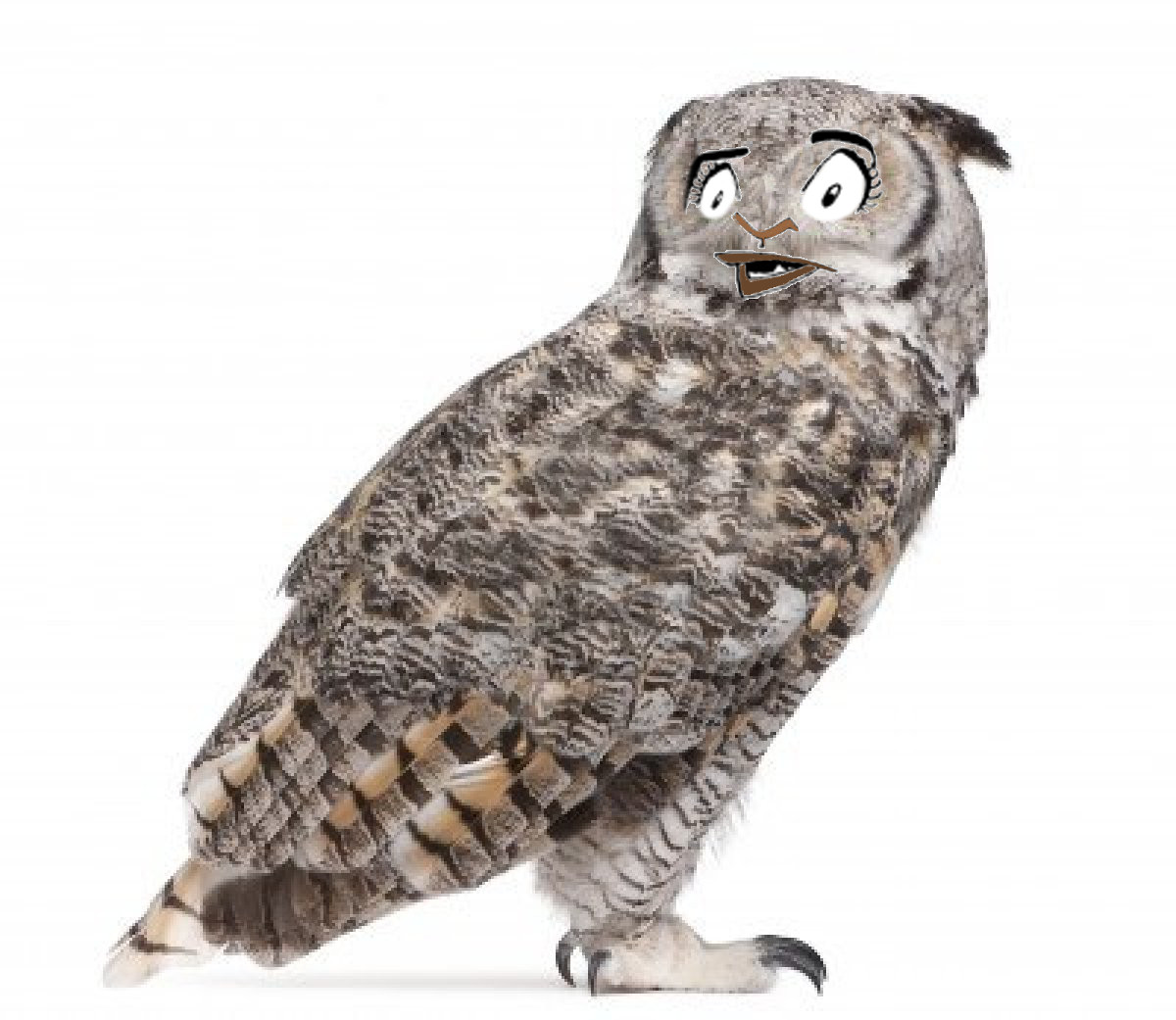 Brandi-owl.jpg
