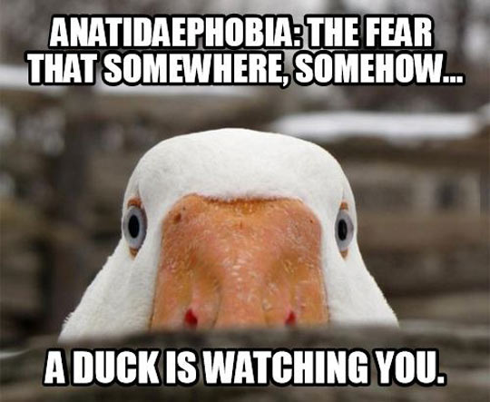funny-fear-duck-watching-you.jpg