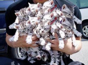 1426_lots_cats.jpg