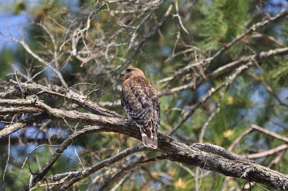 DSC_0842.jpg