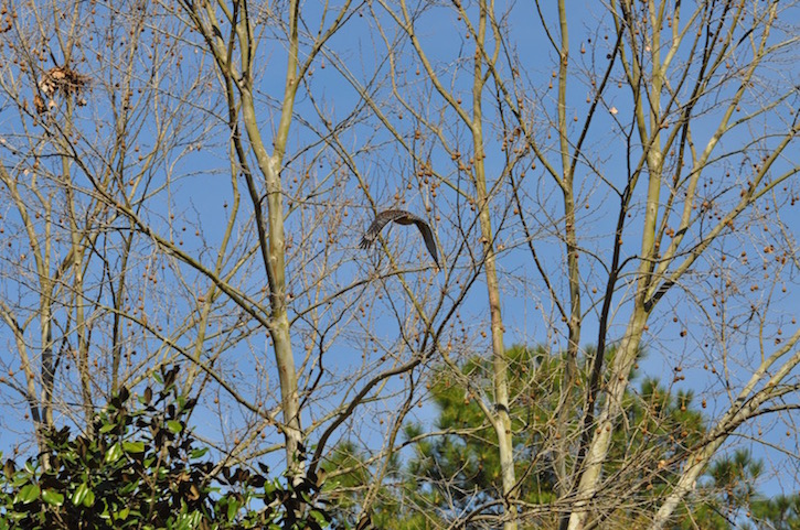 DSC_0844.jpg