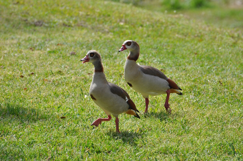 DSC_0007.jpg