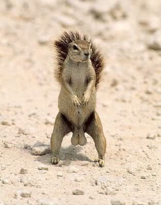 FarkSquirrel.jpg