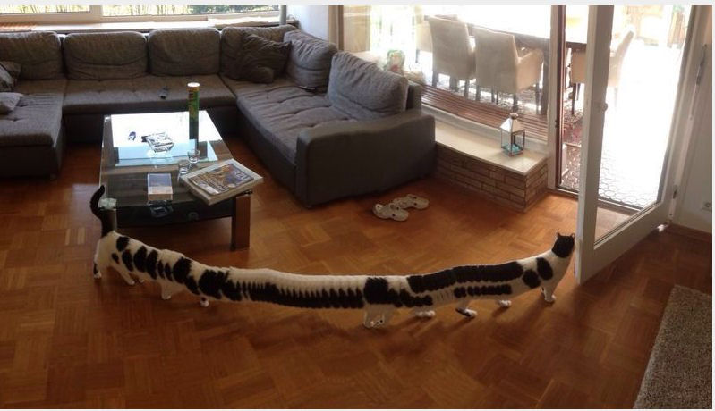caterpillar.jpg