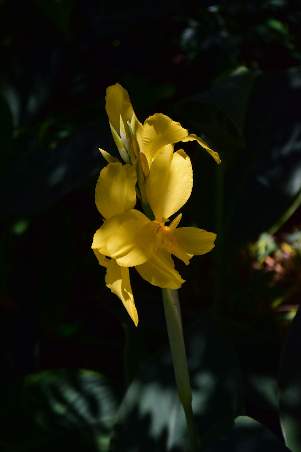 bokeh.jpg