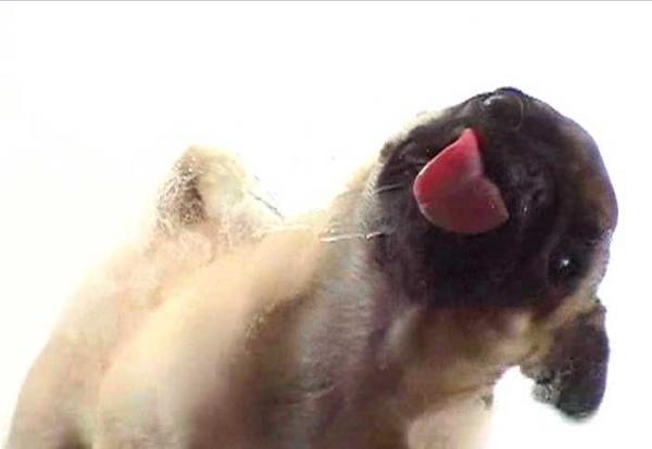 licking-dog-screen-clean-16.jpg