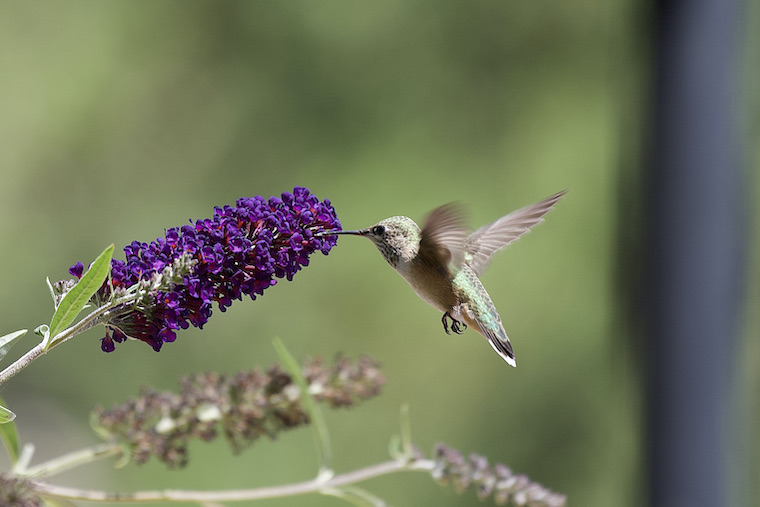 Hummingbird and flower in Santa Fe NM.jpeg