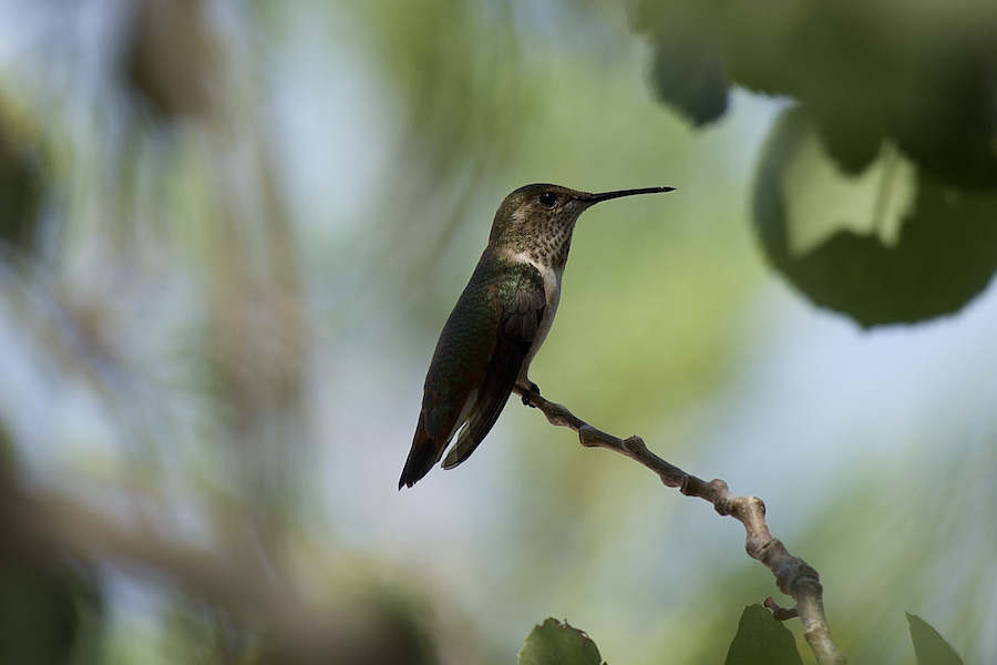 Hummingbird resting in Santa Fe NM.jpeg