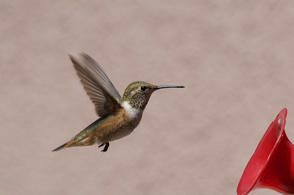 Hummingbird at feeder.jpeg