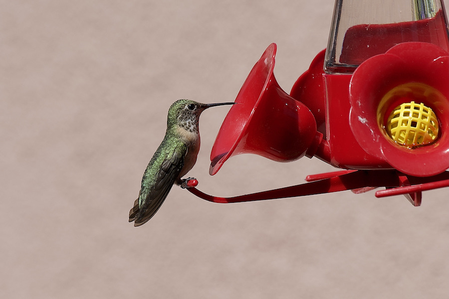 Hummingbird on feeder.jpeg
