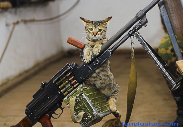 cats-with-guns_2898_1.jpg
