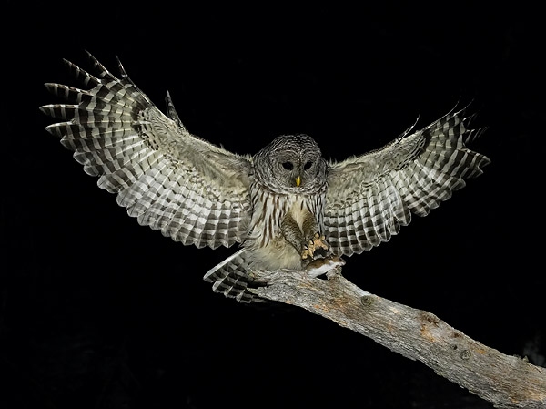 BarredOwl-talonsclose.jpg