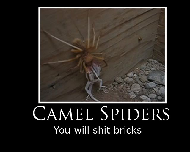 CamelSpider1.jpg