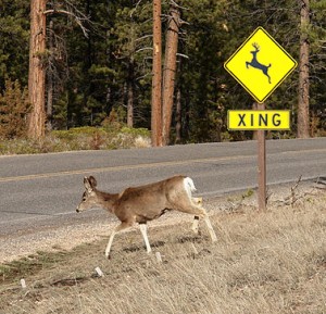 DeerCrossingAtSign-300x289.jpg