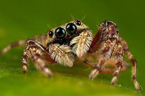 Jumping Spider.jpg